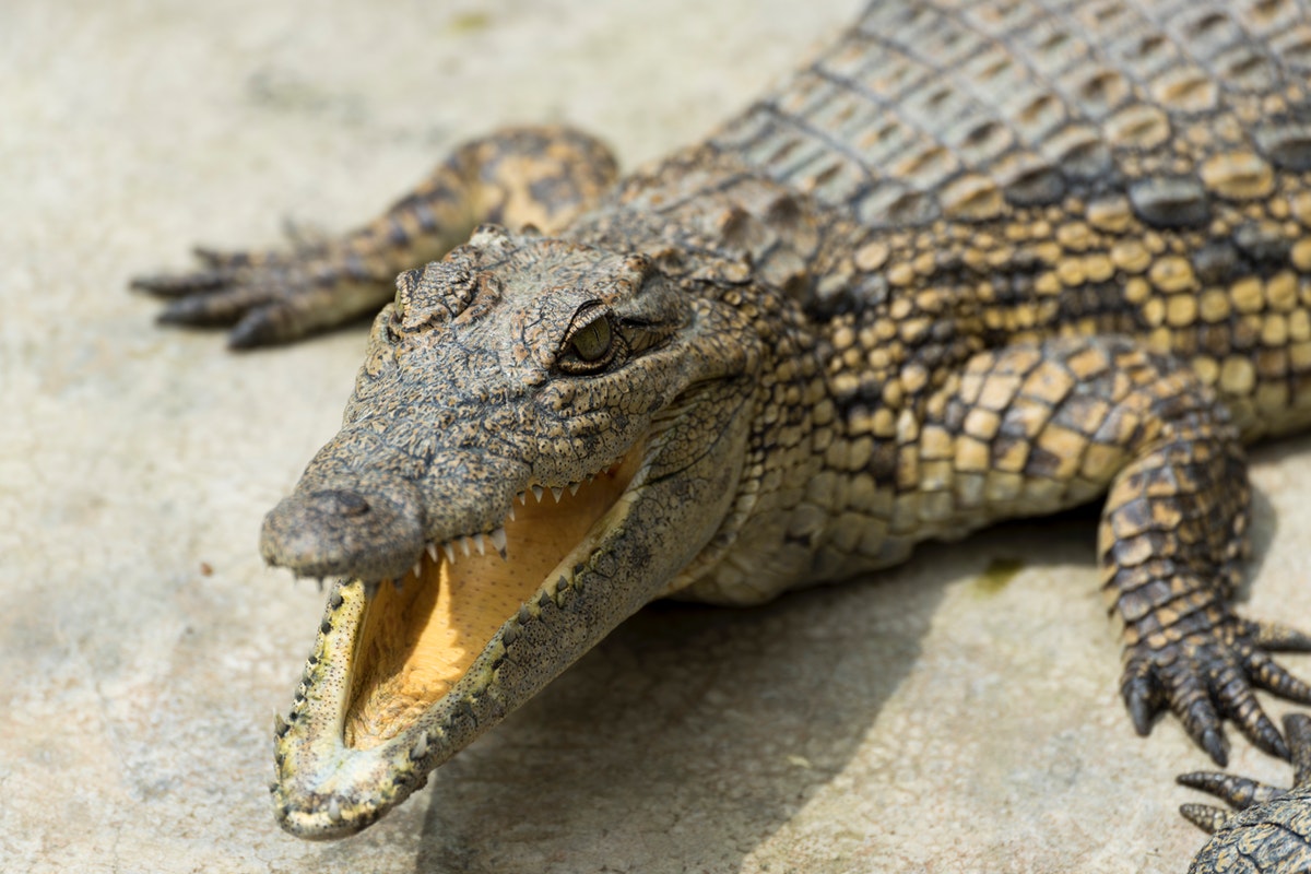 Understanding the differences between a crocodile and an alligator