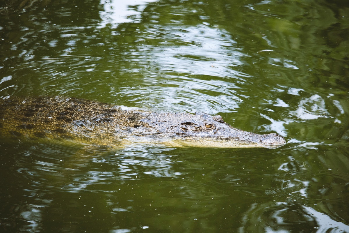 What to Know About Florida Alligator Hunting