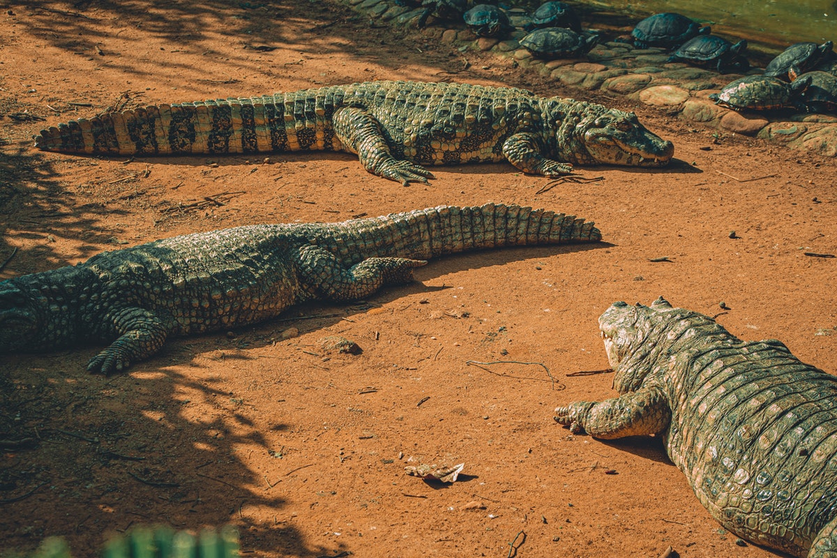 Three things you could Experience during your Gator Encounter