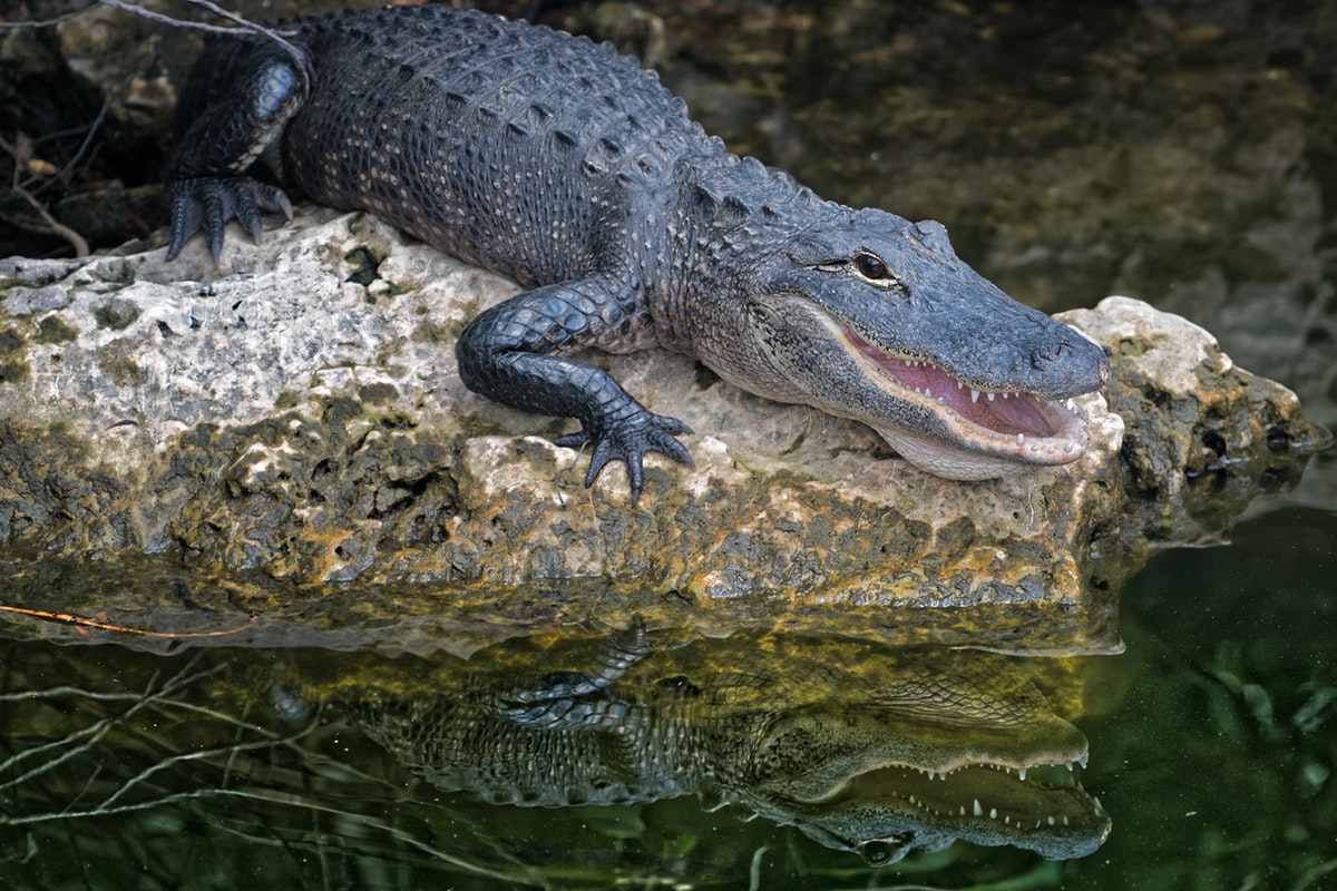 Alligator Laws That You Should Know About