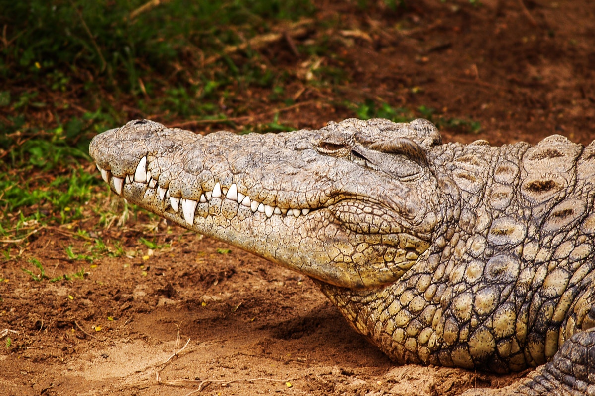 5 Alligator myths uncovered