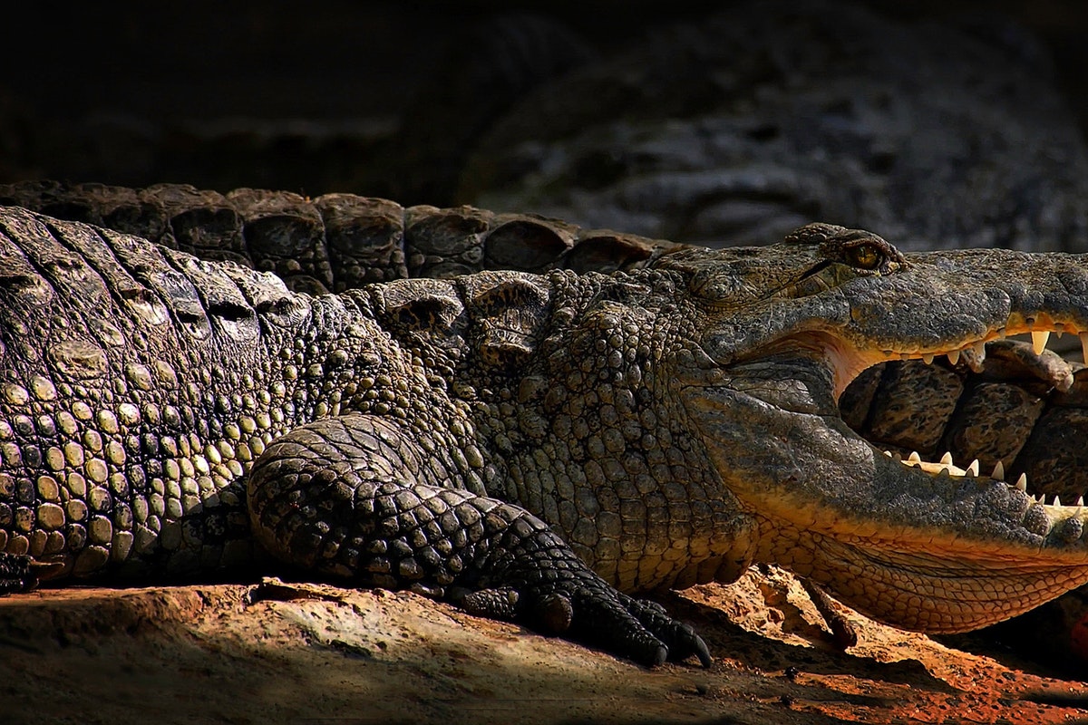 The Lifecycle of the American Alligator