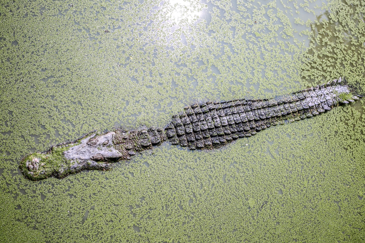 3 Orlando Alligator Laws Every Local and Visitor Should Know