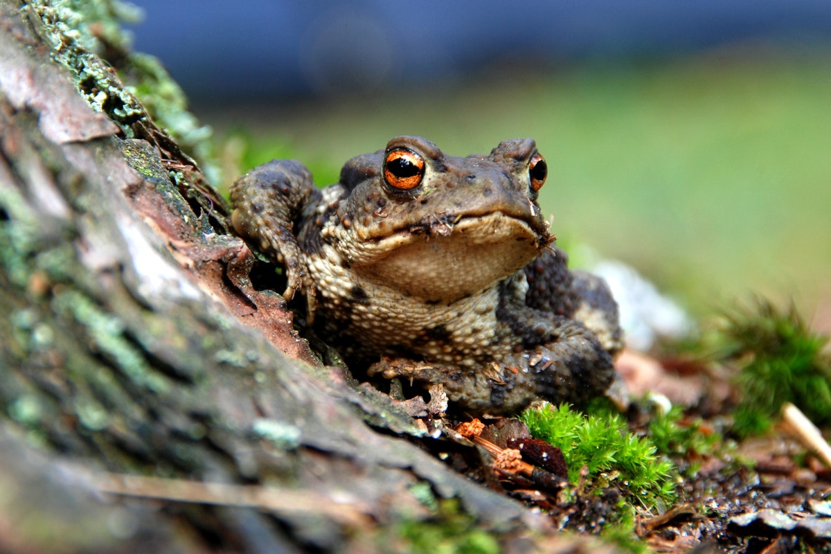 The Invasive Species in Florida Dangerous to Florida Wildlife