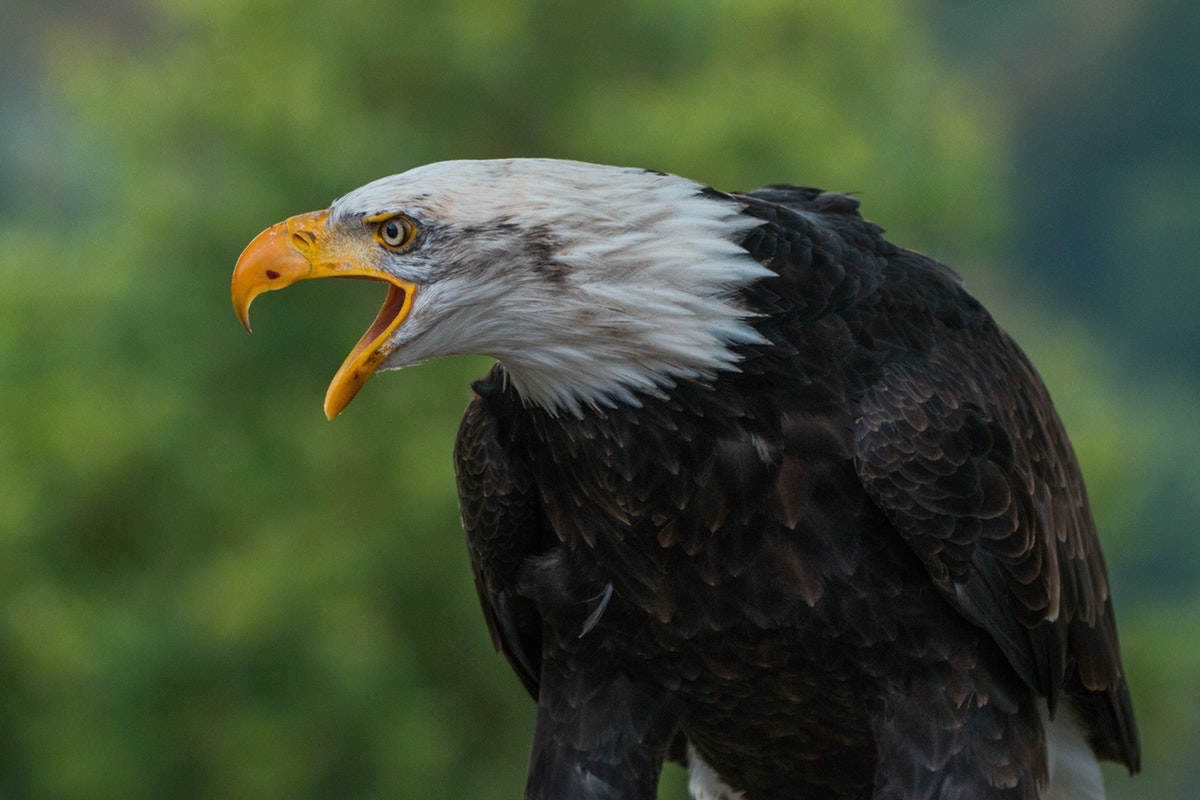 15 Different Species You Can Encounter While Taking Airboat Tours in Orlando