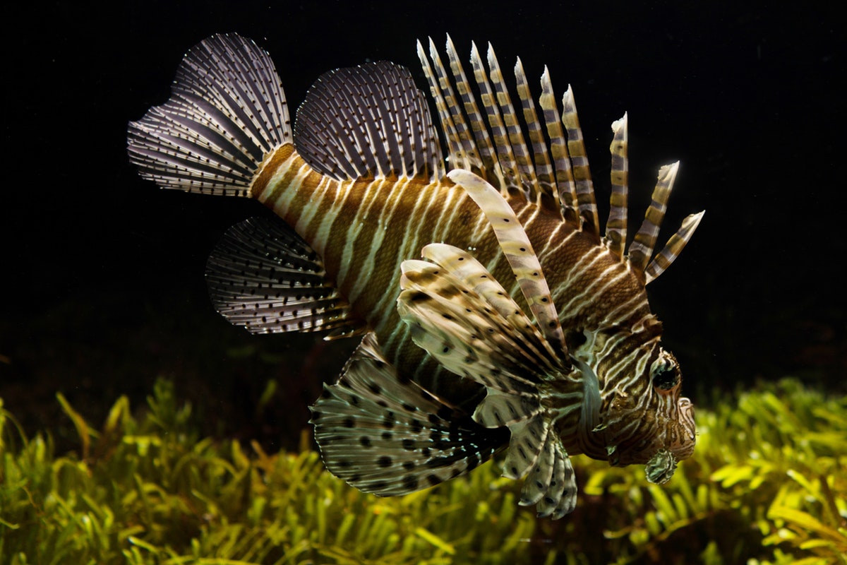 The Dangers of the Lionfish in Florida Waters