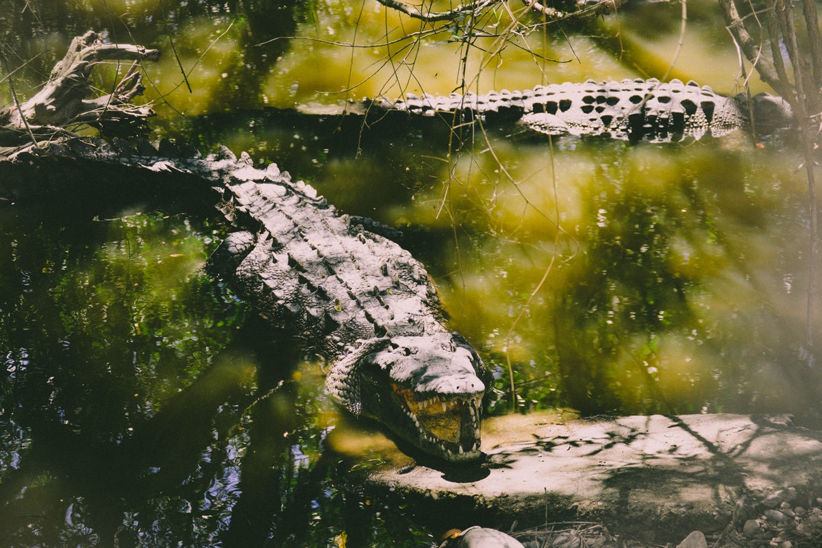 3 perks of going on airboat rides in Orlando