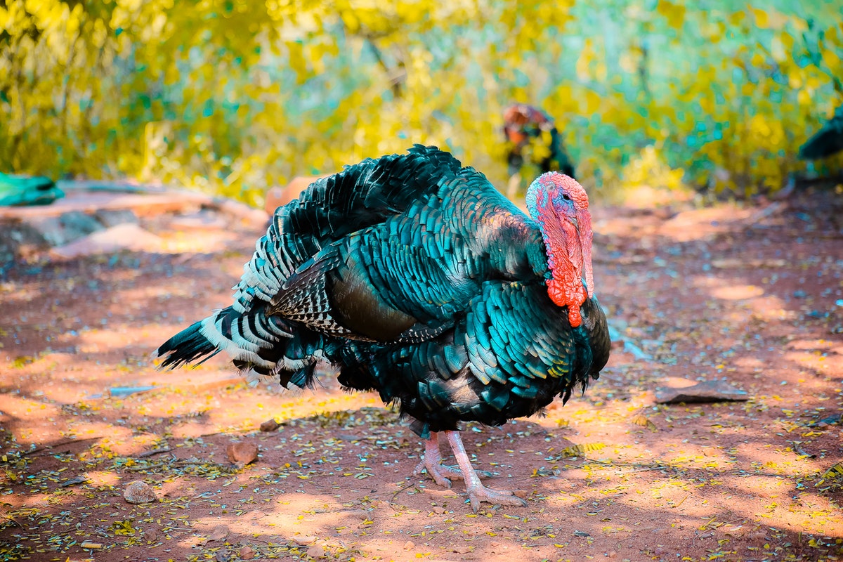 Spotting Wild Turkeys in Florida