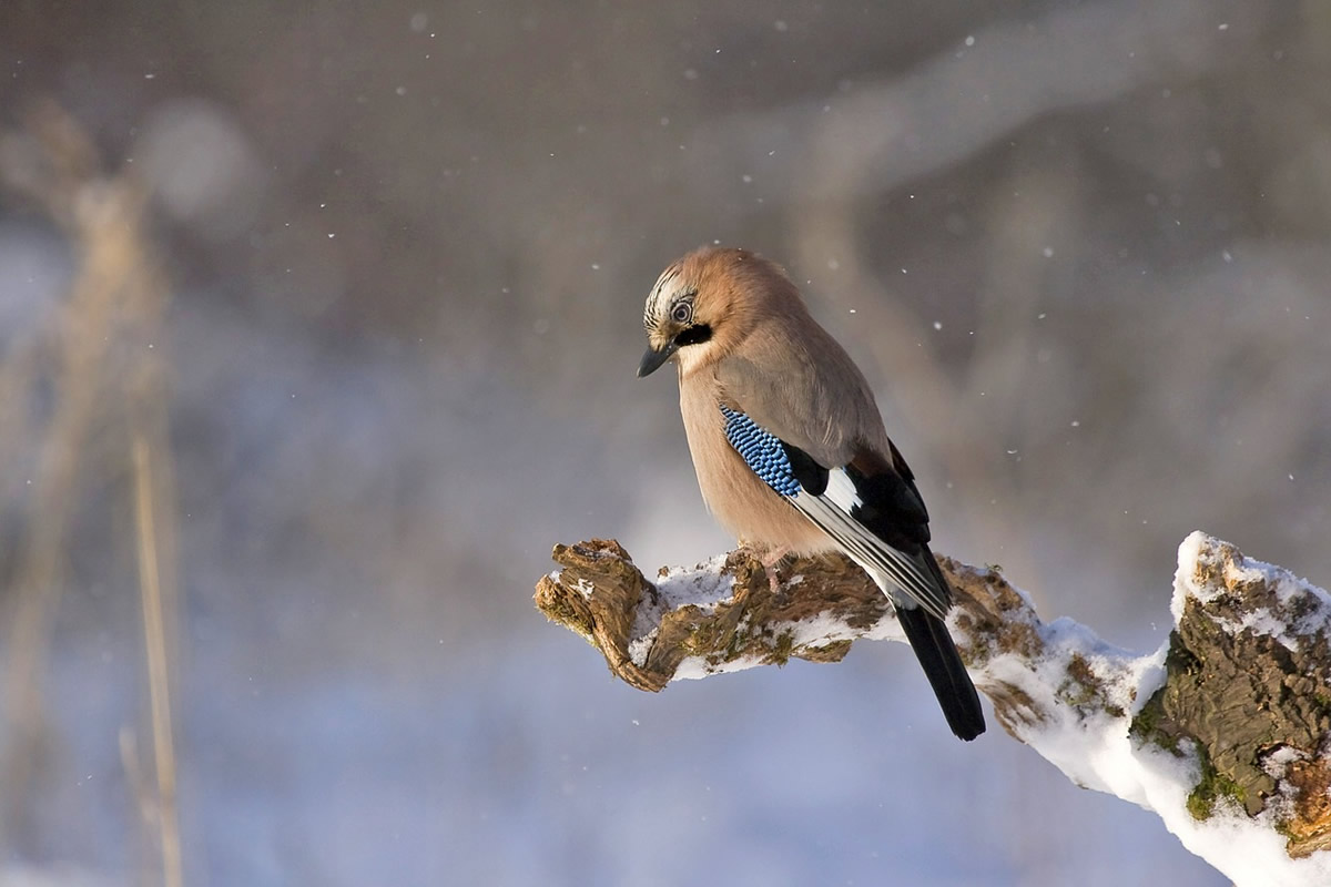 Tips for Orlando-area Bird Photographers