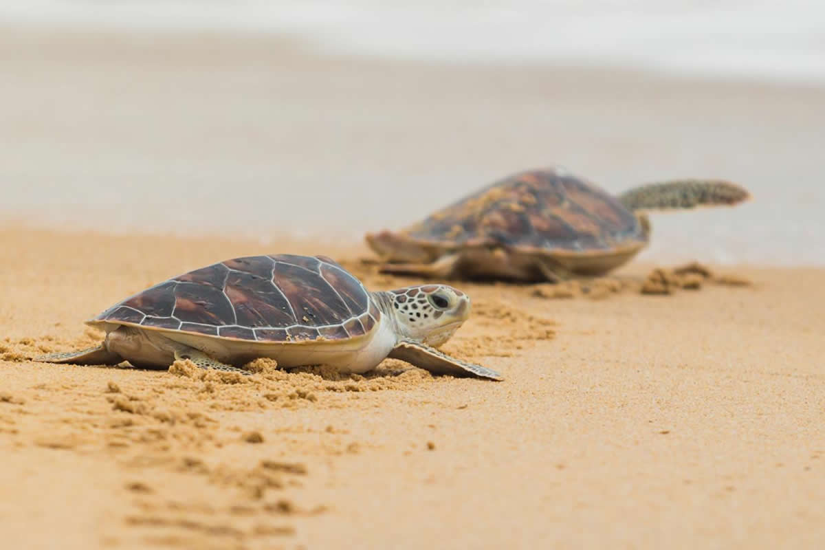 Spotting Sea Turtles in Florida