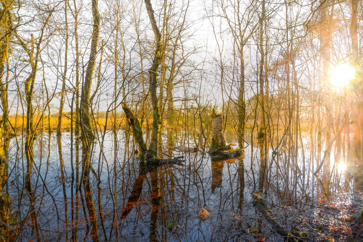 All About the Florida Swamp Ecosystem