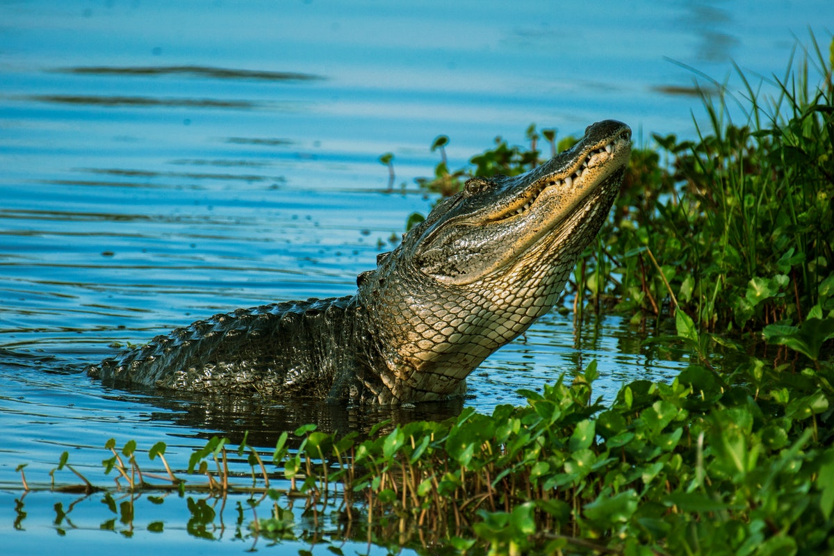 Facts about the American Alligator