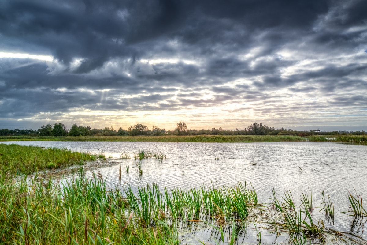 Types of Swamps You Can Find in Florida