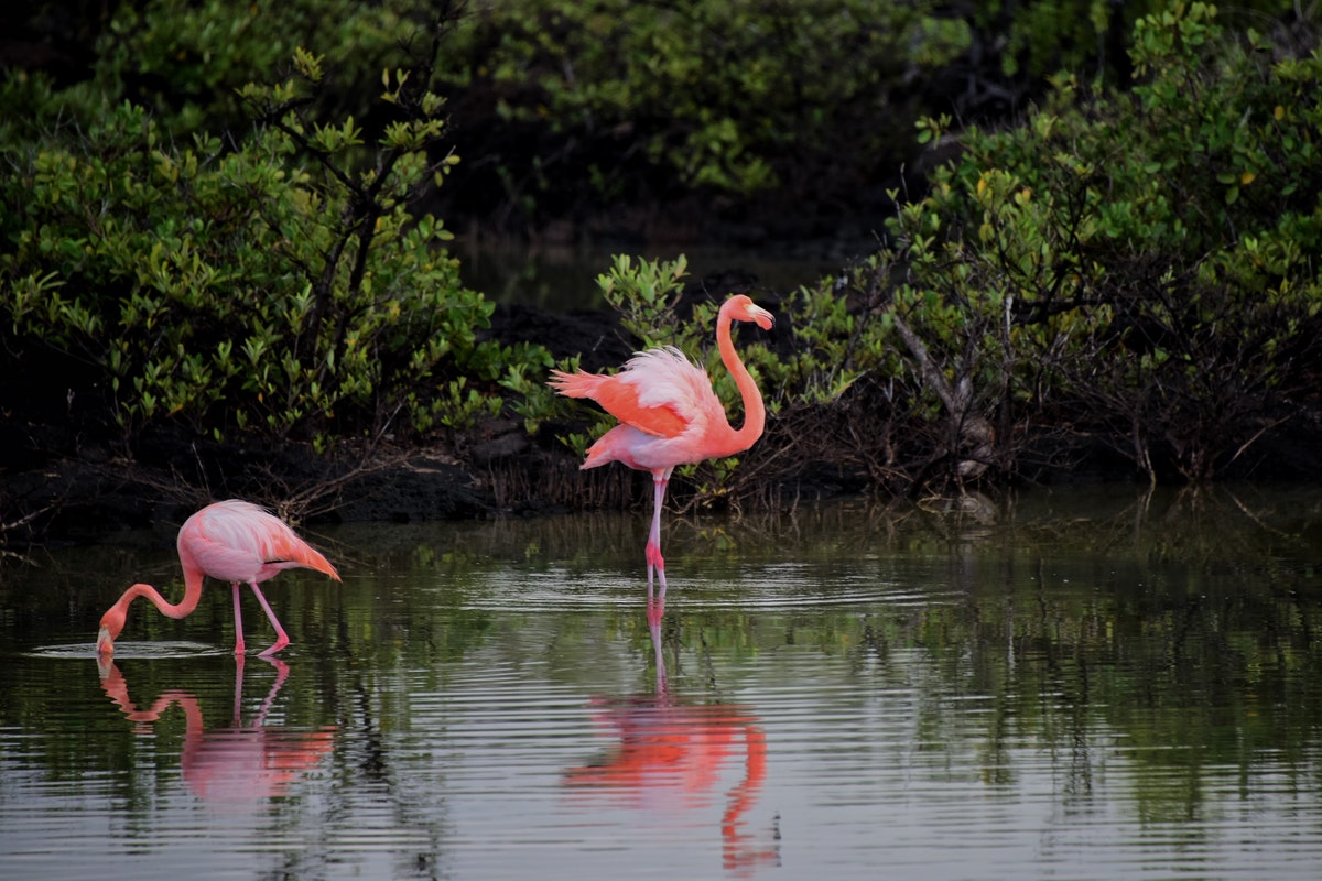 Five Facts about the Florida Swamps
