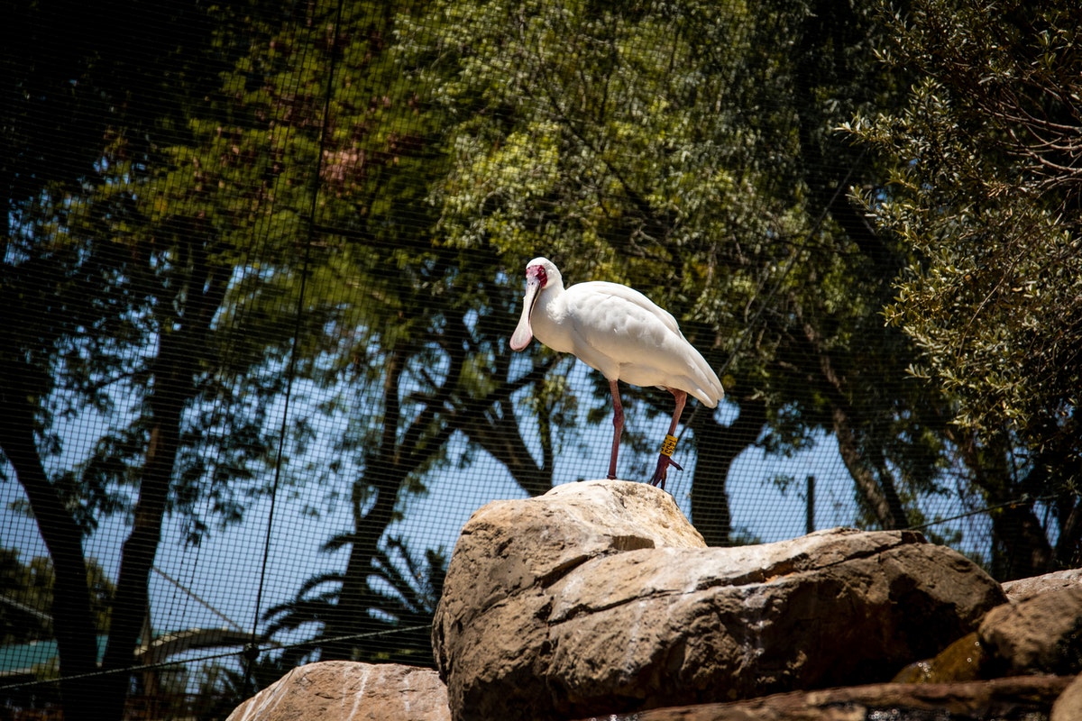 Native Birds that Call Florida Home