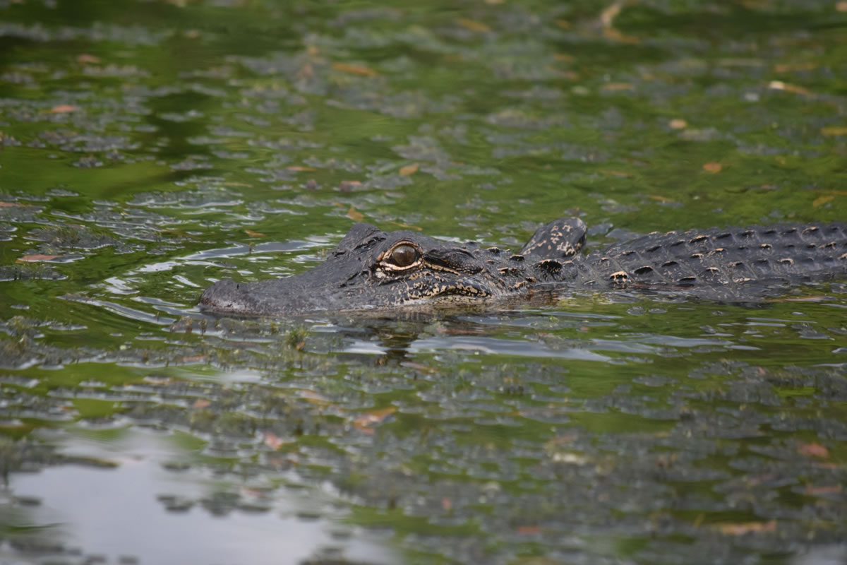 Different Species of Wildlife You Might Encounter on Airboat Rides in Orlando.