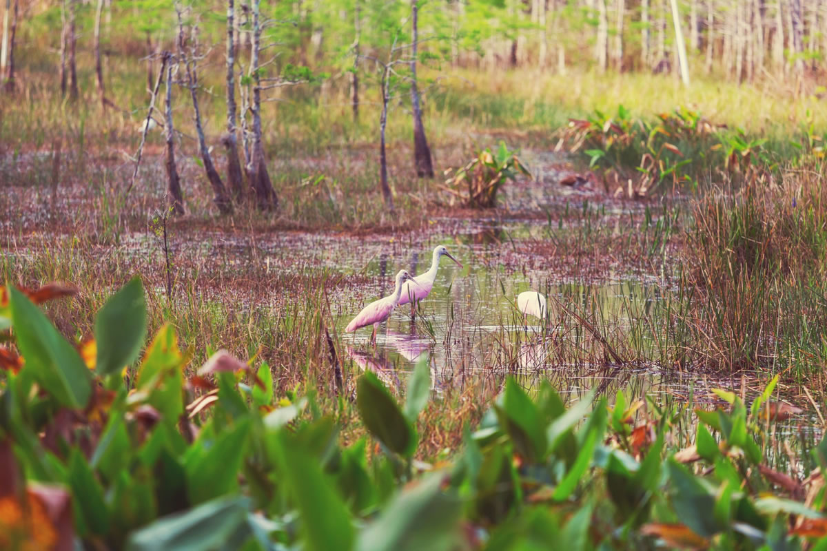 Four Great Reasons to Visit the Florida Everglades National Park