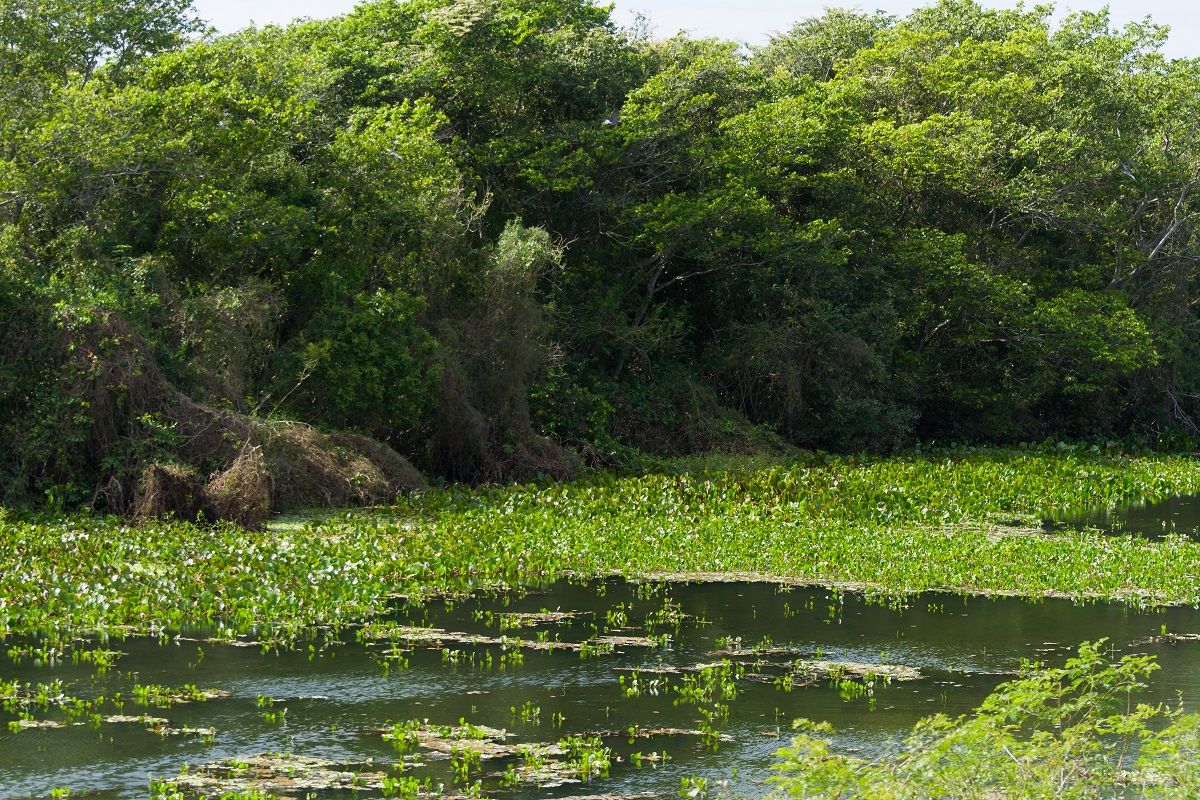 Seven Popular Things to Do in the Florida Everglades