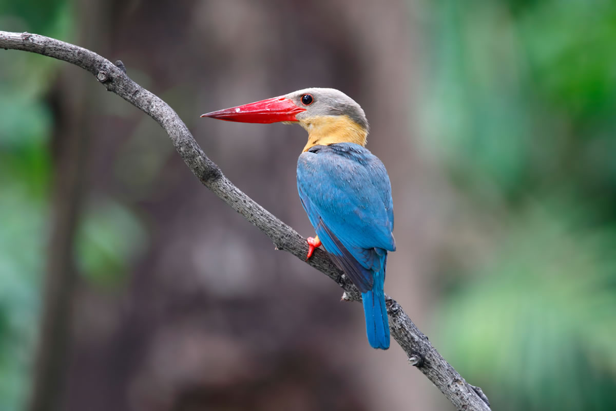 Five Birds You Can See When You Visit the Everglades