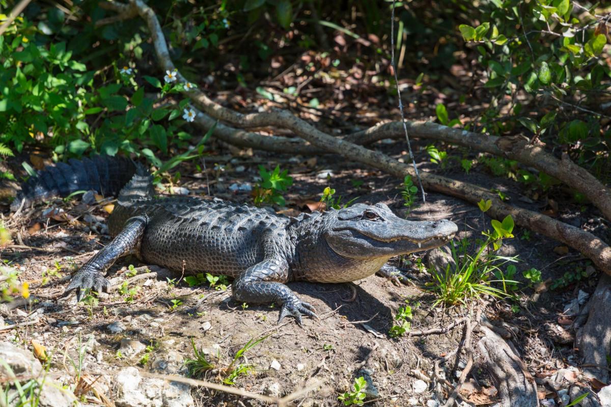 What You Can Expect on Airboat Tours