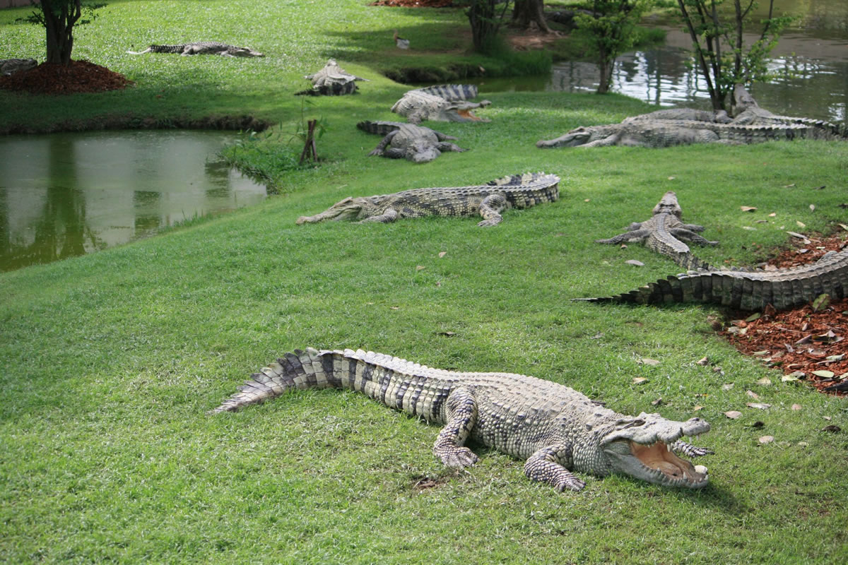 Different Wildlife Species You Might See on Airboat Tours in Orlando.