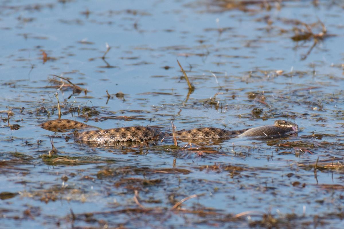 Unique Animals That Live in the Florida Everglades