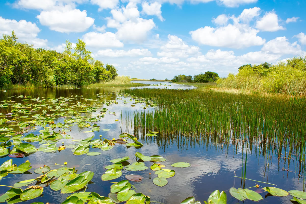 5 Fun Facts about the Everglades