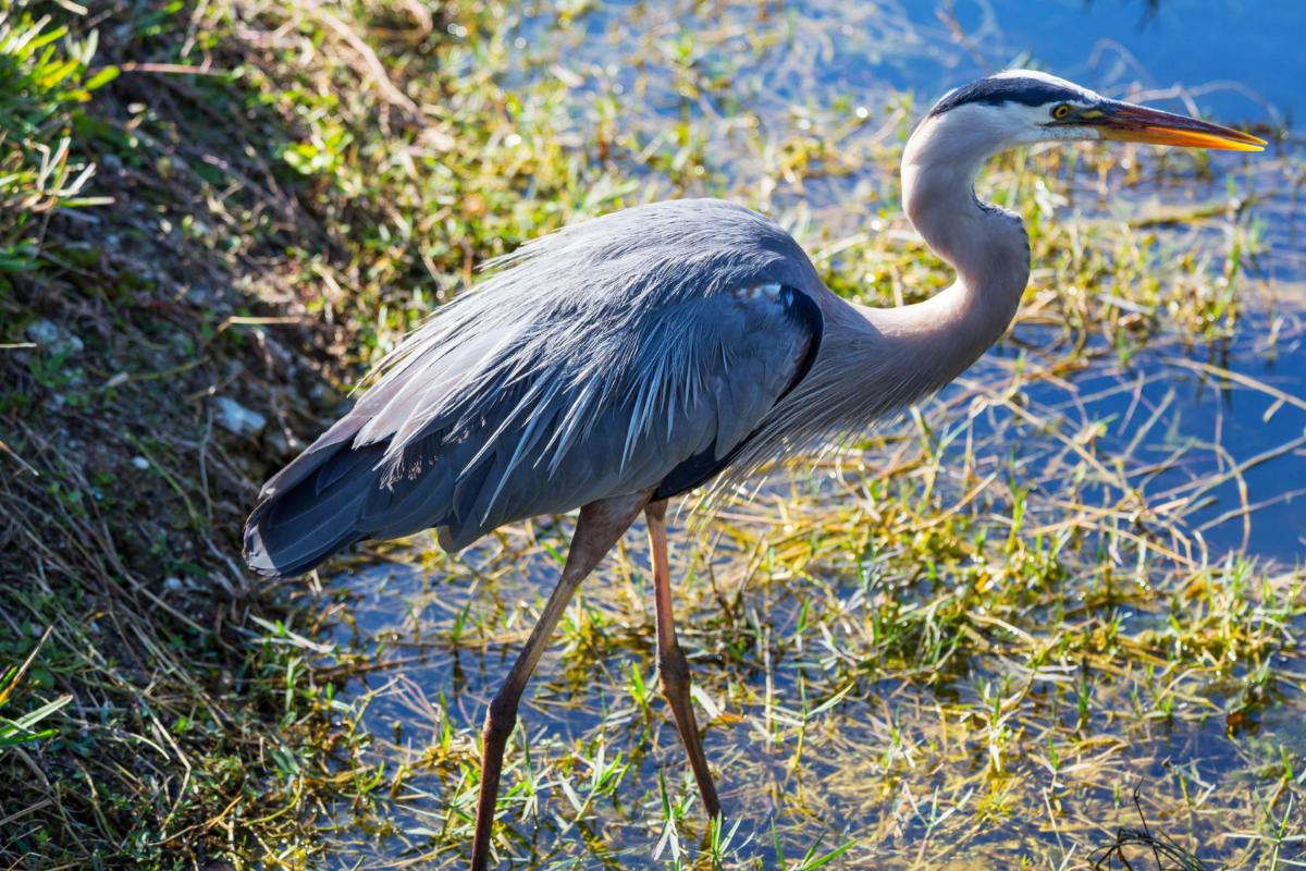 6 Reasons to Visit the Florida Everglades