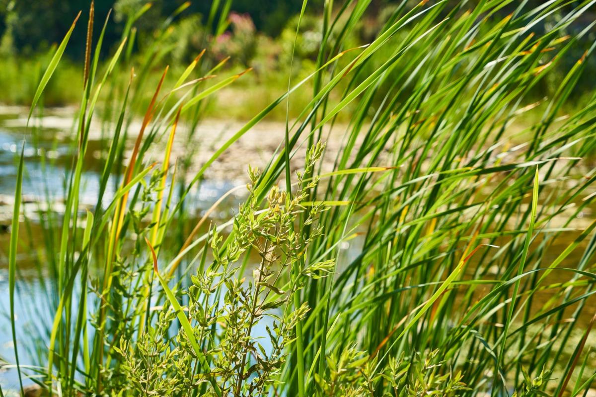 Plants to Watch for on Your Orlando Airboat Tour