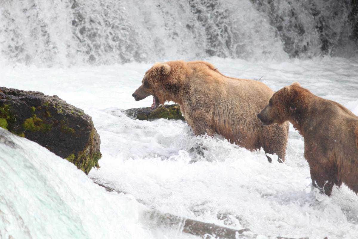 4 Amazing Effects of Hurricanes on Florida’s Wildlife