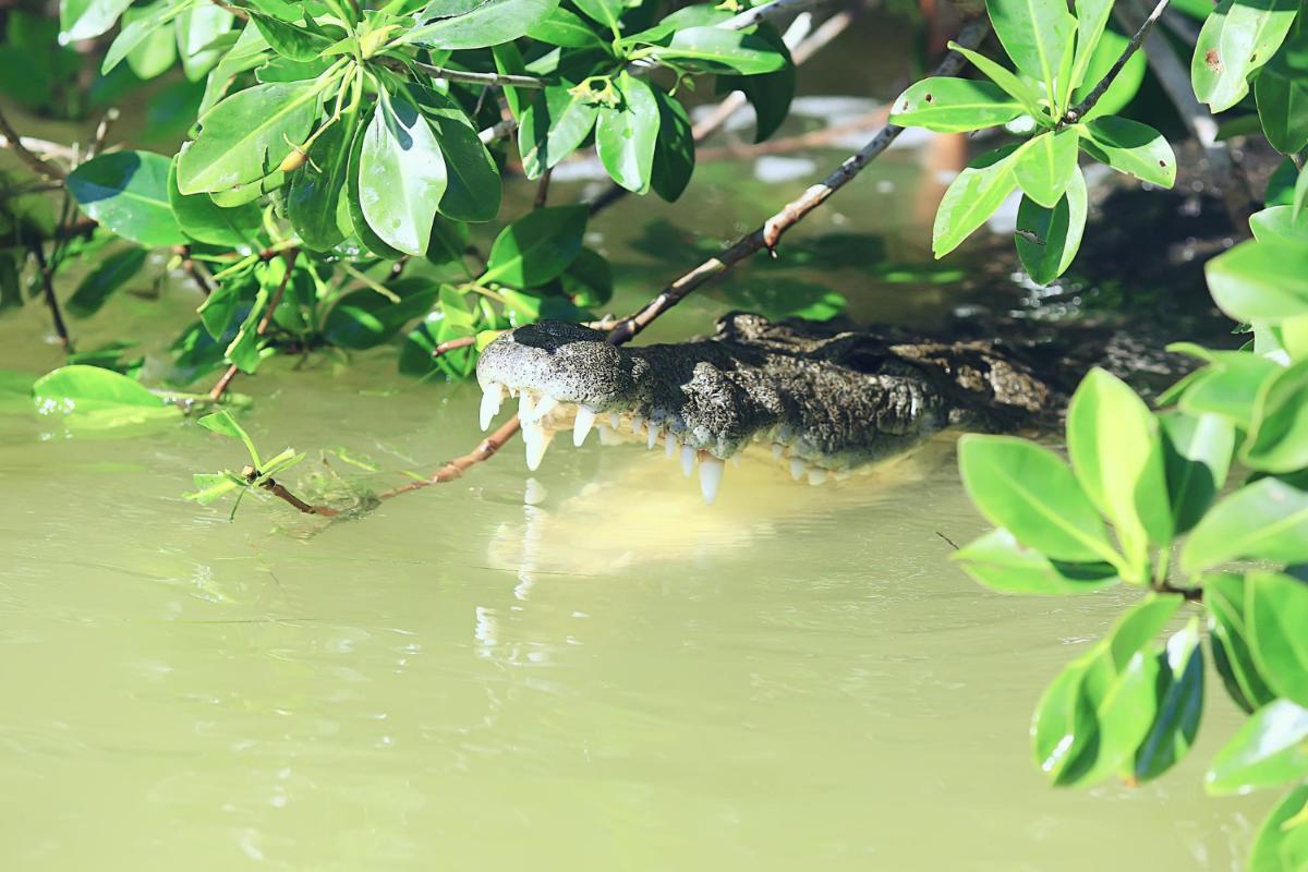 Expert Tips for Alligators Hunting