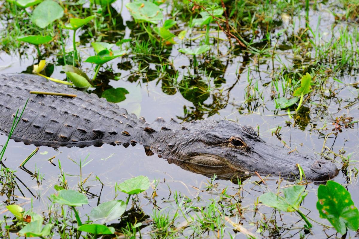 5 Unique Animals Found in the Florida Swamps