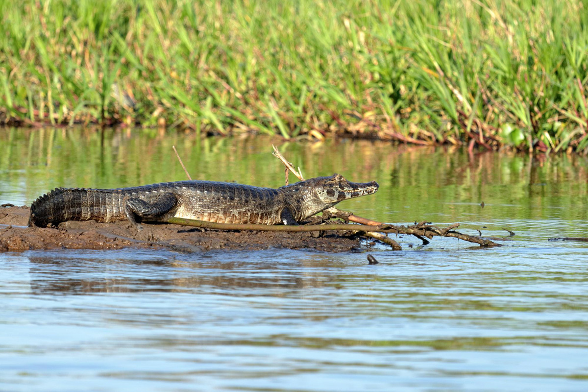 Common Places to Spot Gators When Riding an Airboat