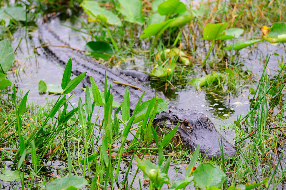 Gator Hunting Tips