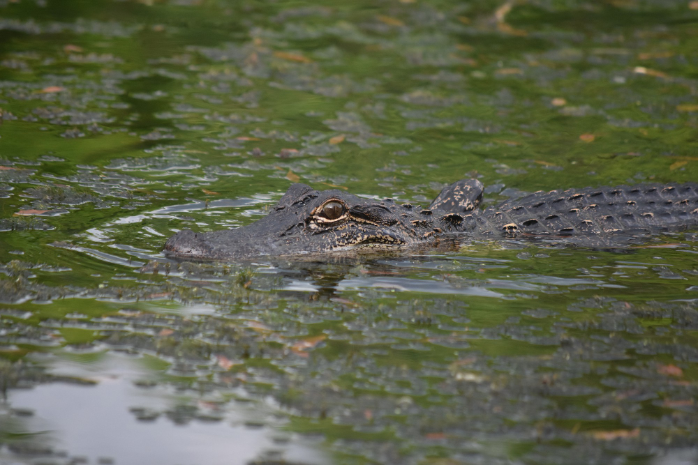 What Could Happen On Your Gator Hunt in Orlando, FL