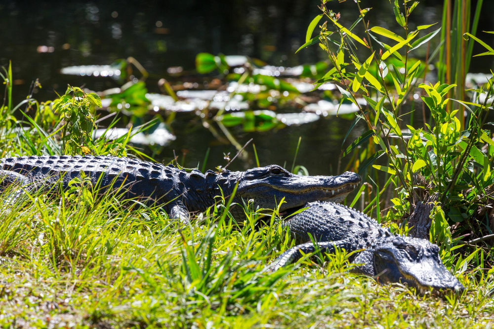 Get Ready for Alligator Hunting Season with Switchgrass Outfitters