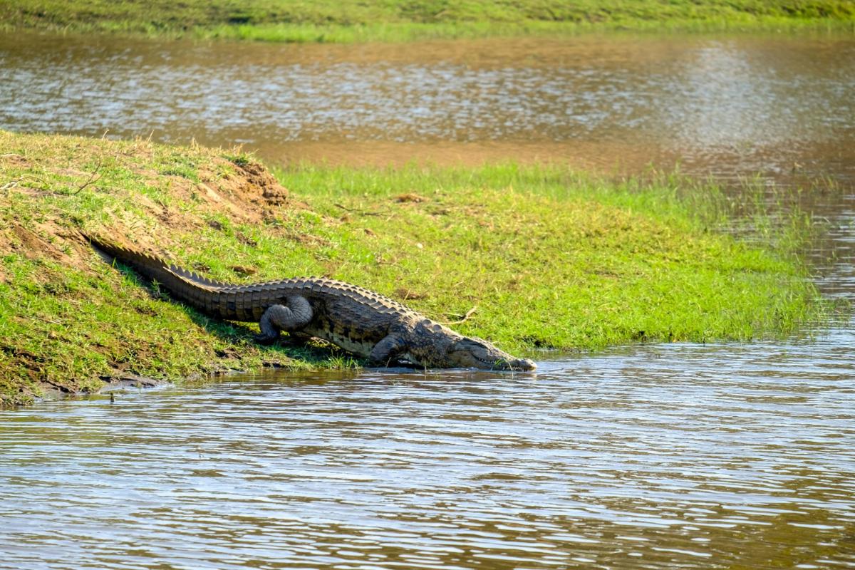 Fun Facts about the American Alligator