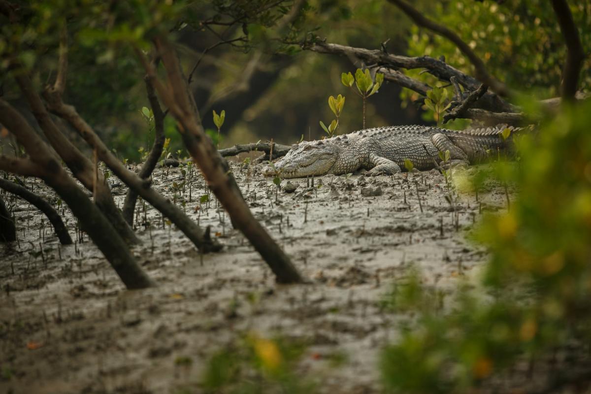 5 FAQs about Tours with Switchgrass Outfitters and Airboat Tours