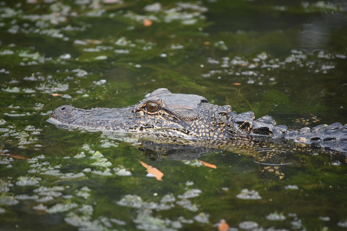 Meet These Exotic Animals on Your Airboat Ride