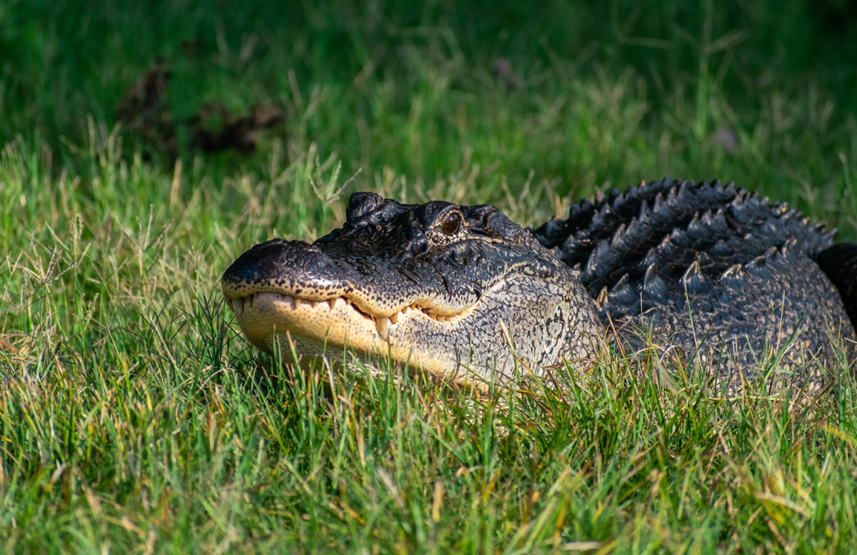 Everything You Need to Know About Gator Hunting Law in Florida