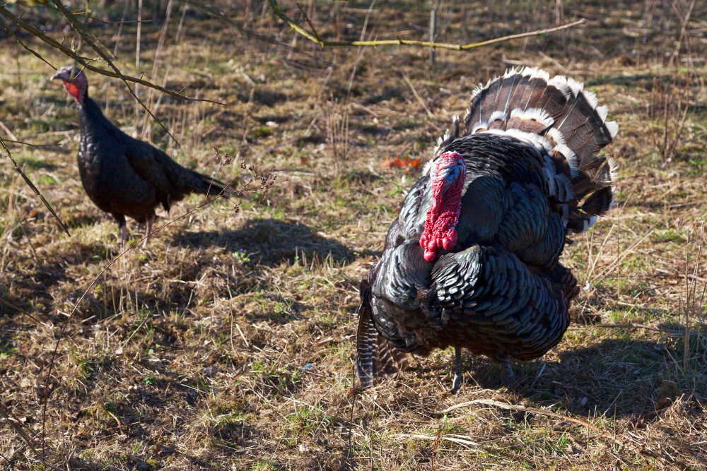 How to Prepare for Your First Turkey Hunt
