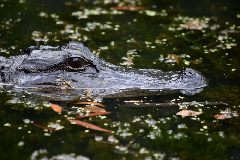 Take an Airboat Tour and Spot These Wild Animals in Florida