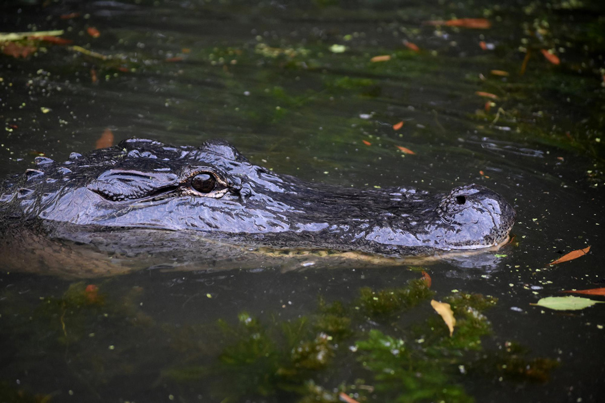 Alligator Breeding Season in Orlando