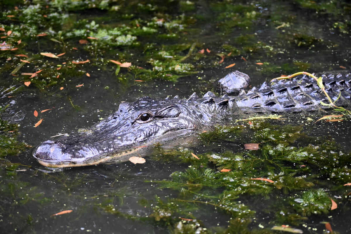 How Big Can A Gator Get?