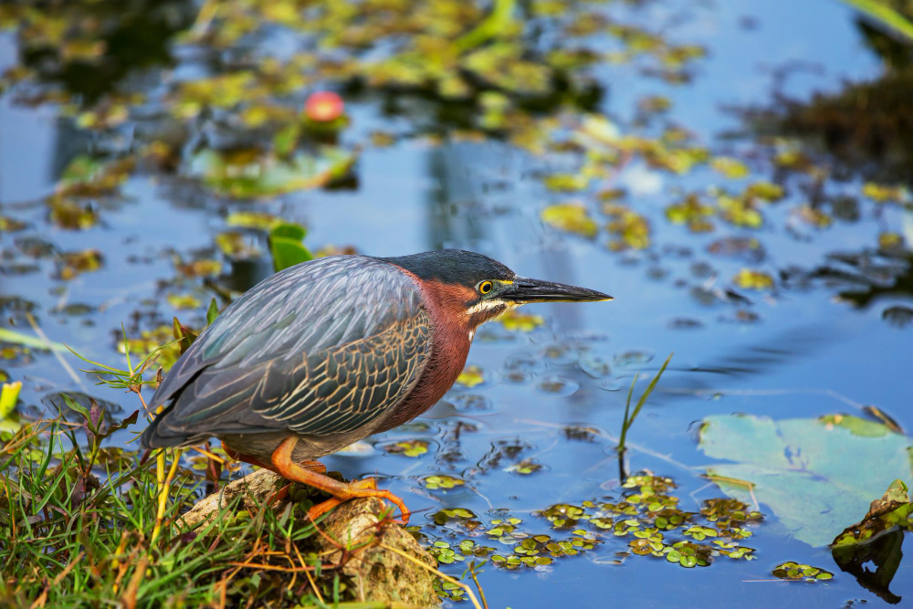 Tips For Bird Spotting On An Airboat Tour In The Florida Everglades