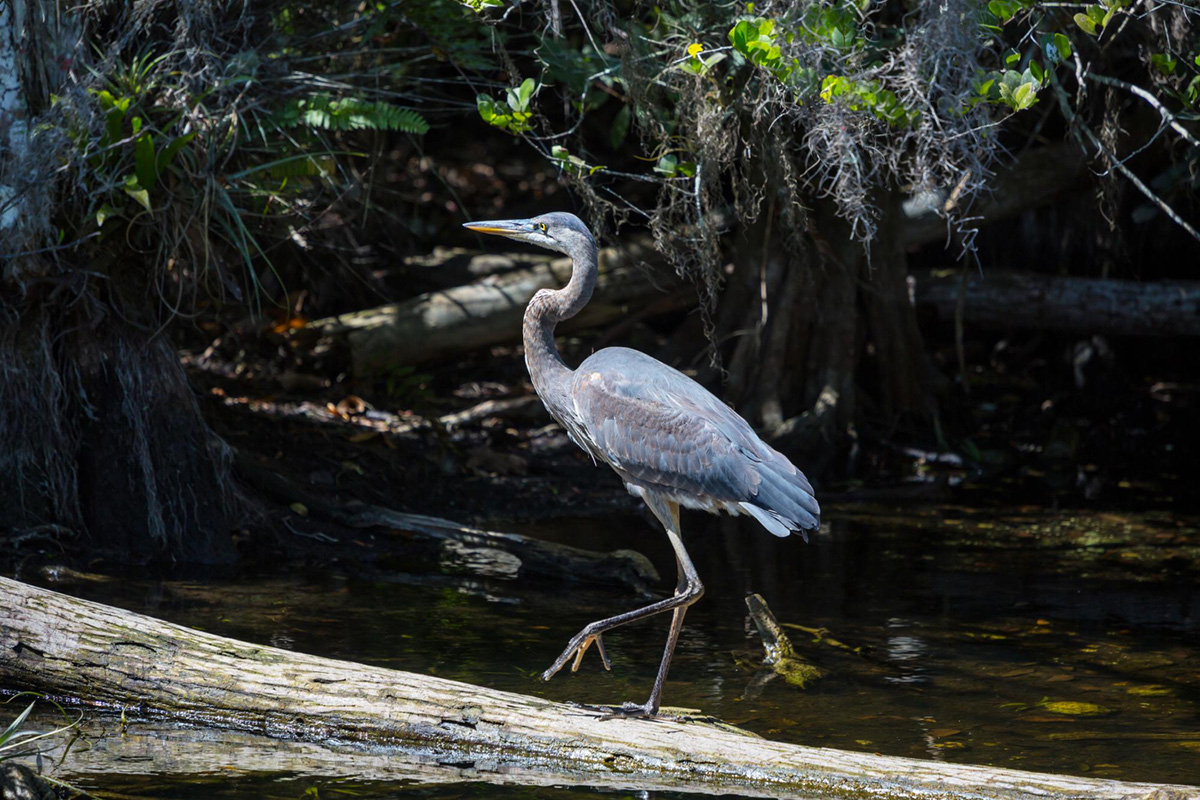 An Overview of Florida Wildlife You Can See on an Airboat Ride