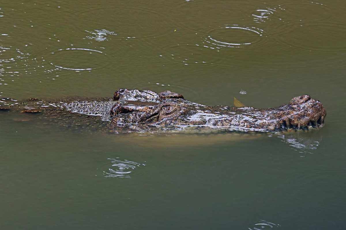 The Difference Between Alligators and Crocodiles