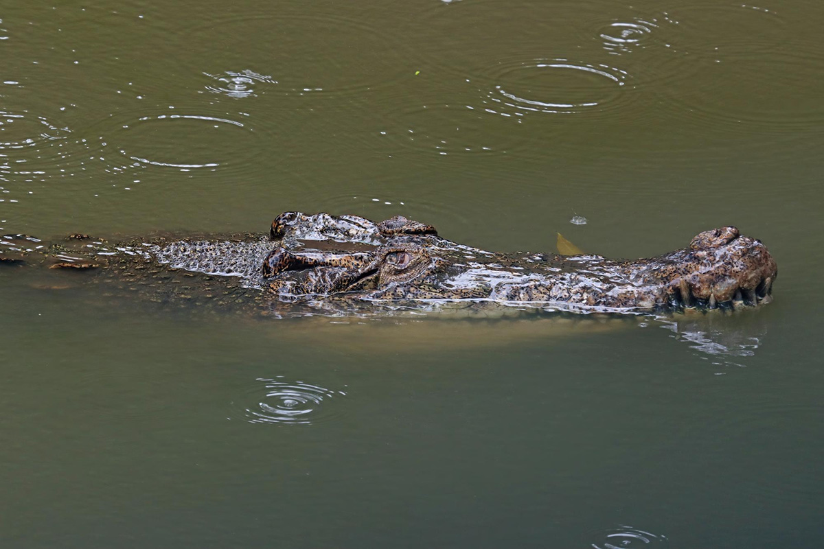 Distinquishing Between Crocodile & Alligator Skin