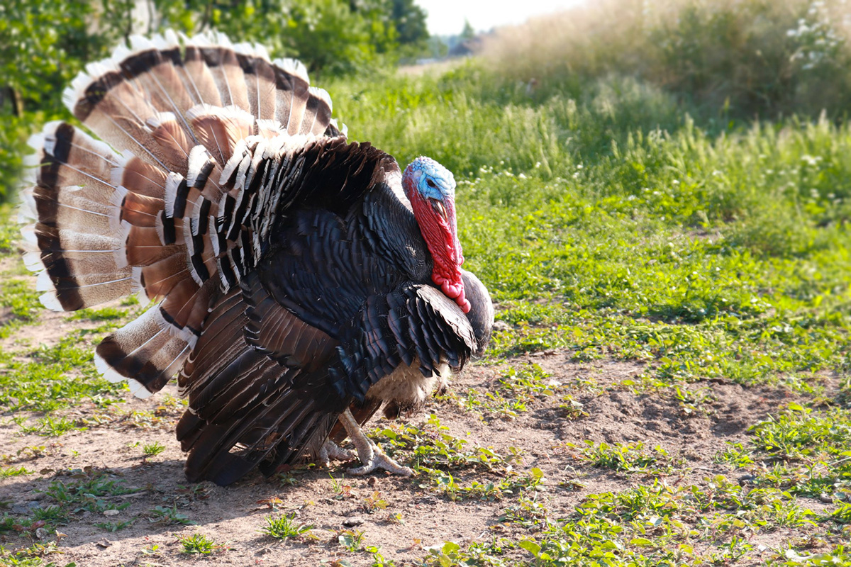 What to Expect in a Turkey Hunt