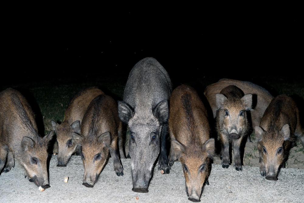 Tips for Hog Hunting at Night